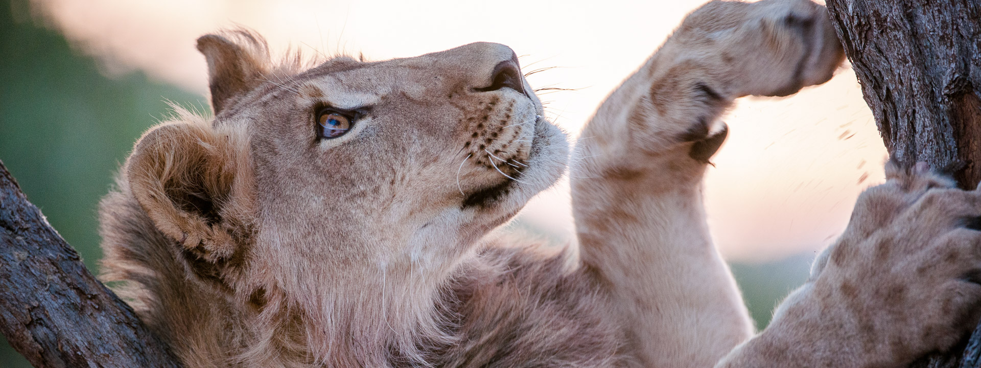 two lion cub